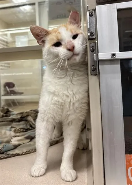 An adult large-sized male Domestic Short Hair cat named Lenny for adoption in Omaha, NE