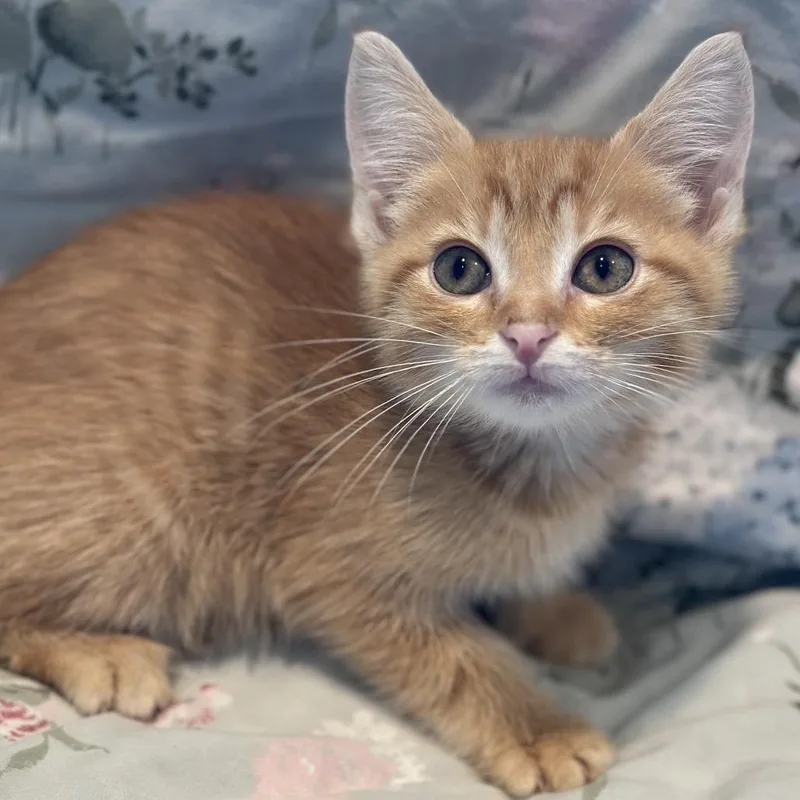 A baby small-sized female Orange / Red Domestic Short Hair cat named Sylvia for adoption in Matteson, IL
