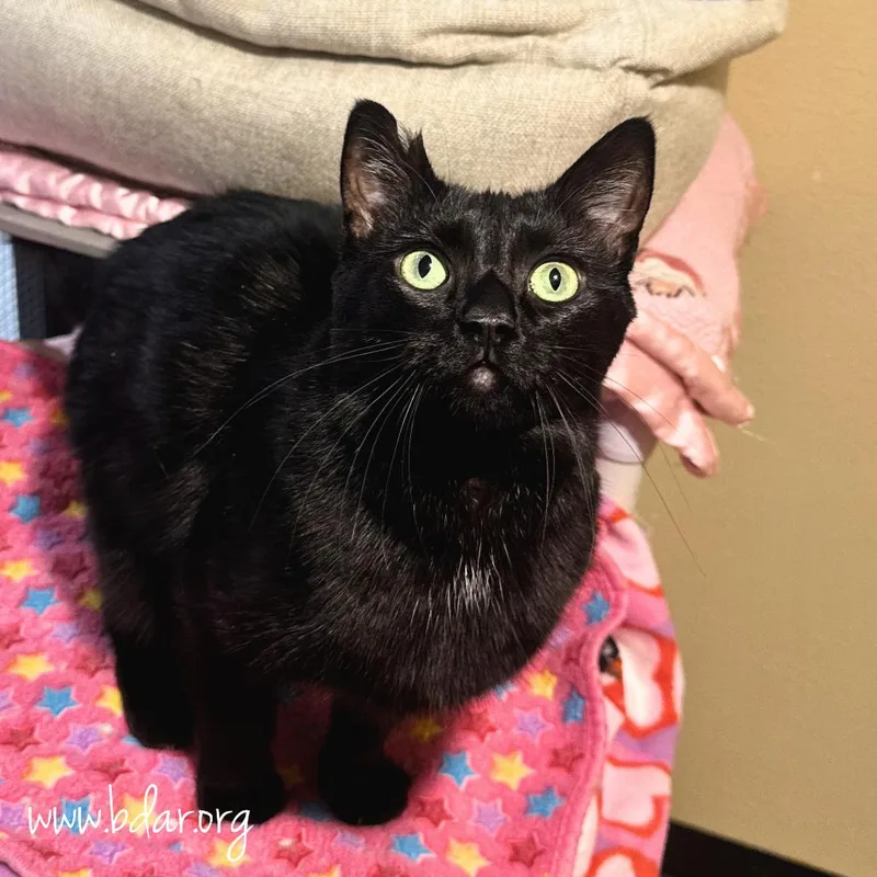 An adult large-sized female Black Domestic Short Hair cat named Juju for adoption in Cheyenne, WY