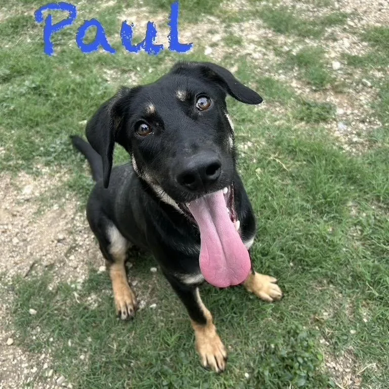 Paul thumbnail 2