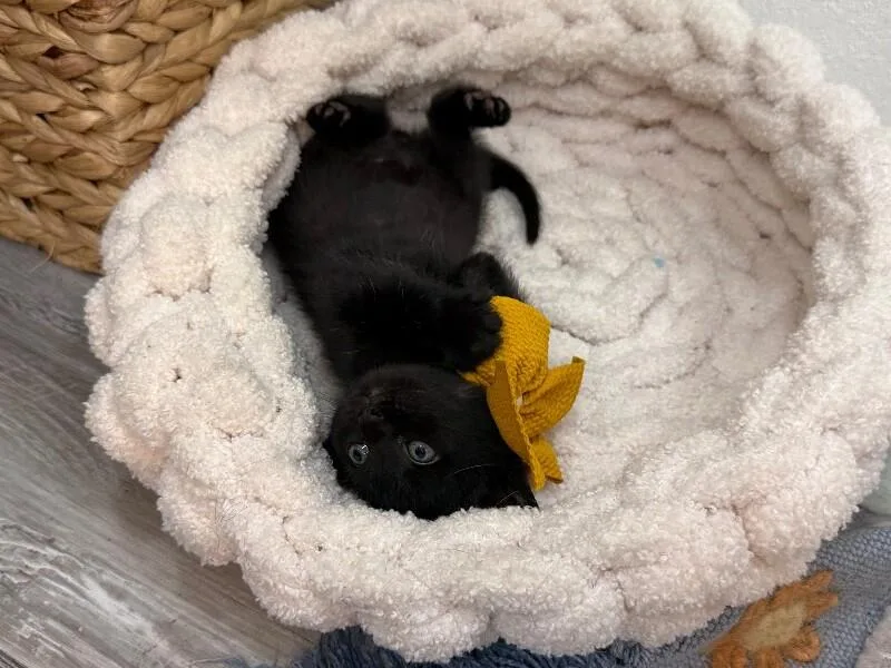 A baby medium-sized male Black Bombay cat named Pooh Bear Bunny for adoption in Friendswood, TX
