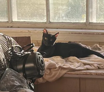 A baby medium-sized female Black Domestic Short Hair cat named Nantahala for adoption in Mokena, IL