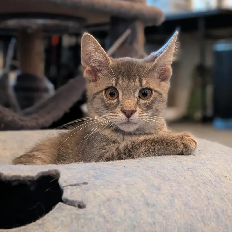 A baby small-sized male Domestic Short Hair cat named OG Anunoby "OG" for adoption in Newburgh, NY