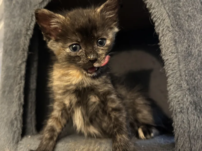 A baby medium-sized female Tortoiseshell Domestic Short Hair cat named Tatum for adoption in Fruit Heights, UT