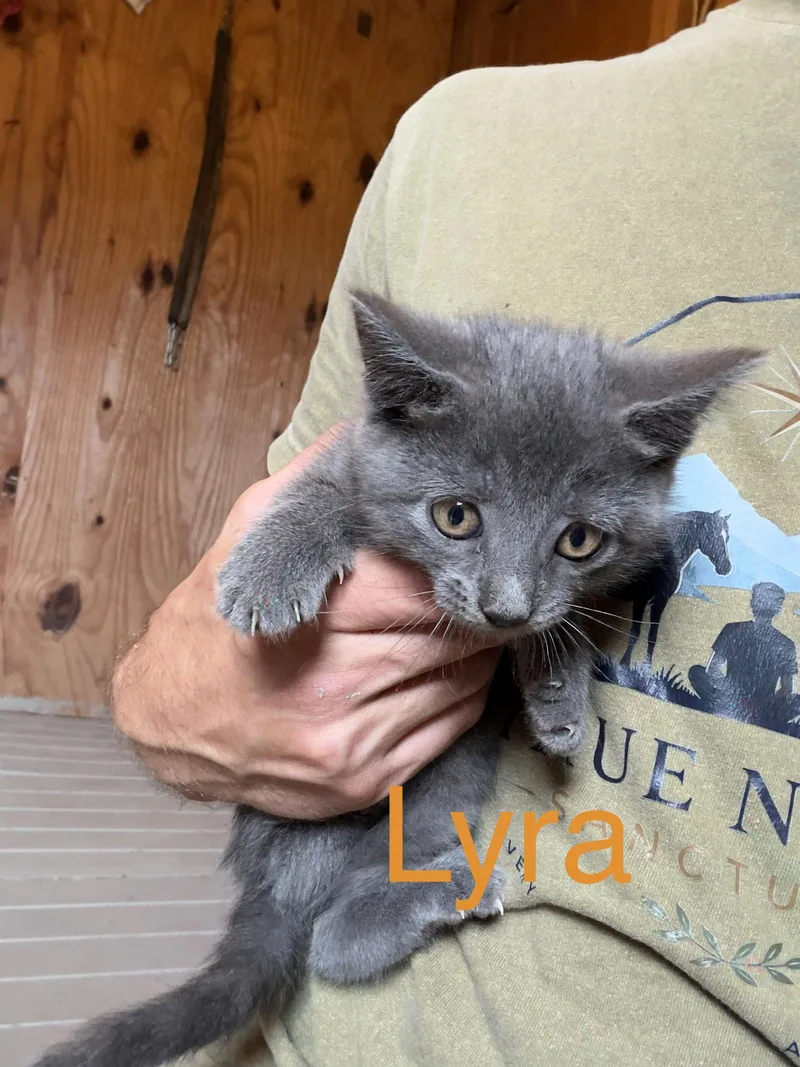 A baby medium-sized female Gray / Blue / Silver Domestic Short Hair cat named Lyra for adoption in Athens, OH