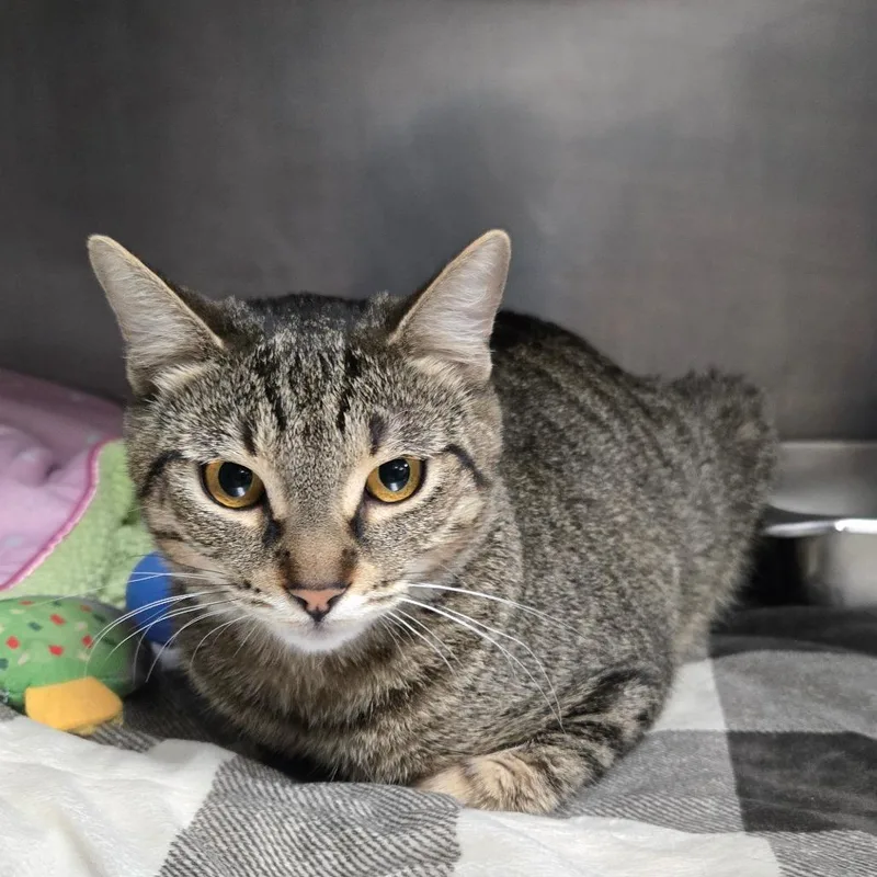 A young medium-sized female Gray / Blue / Silver Domestic Short Hair cat named Hazlenut for adoption in San Jacinto, CA