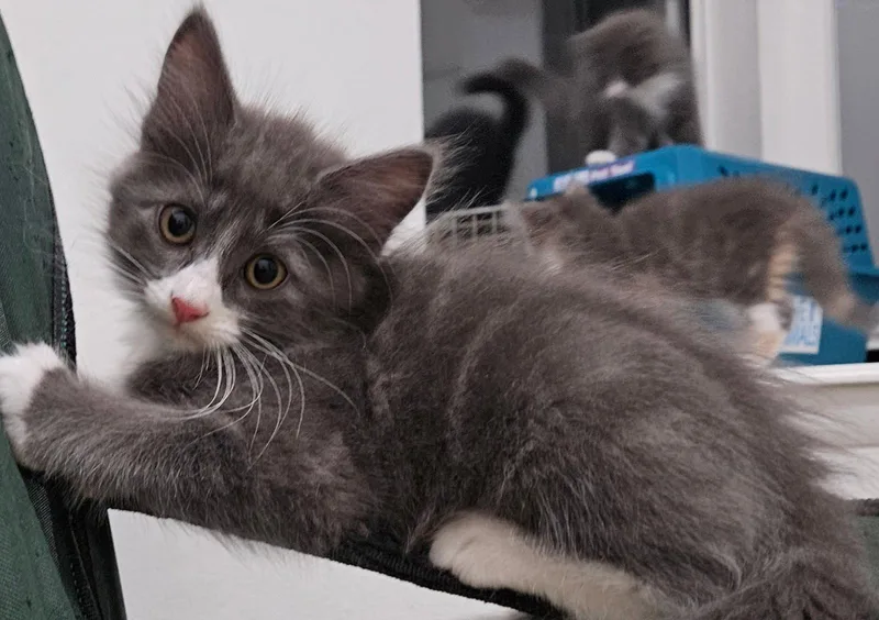 A baby medium-sized male Gray & White Domestic Medium Hair cat named Cody for adoption in Oviedo, FL