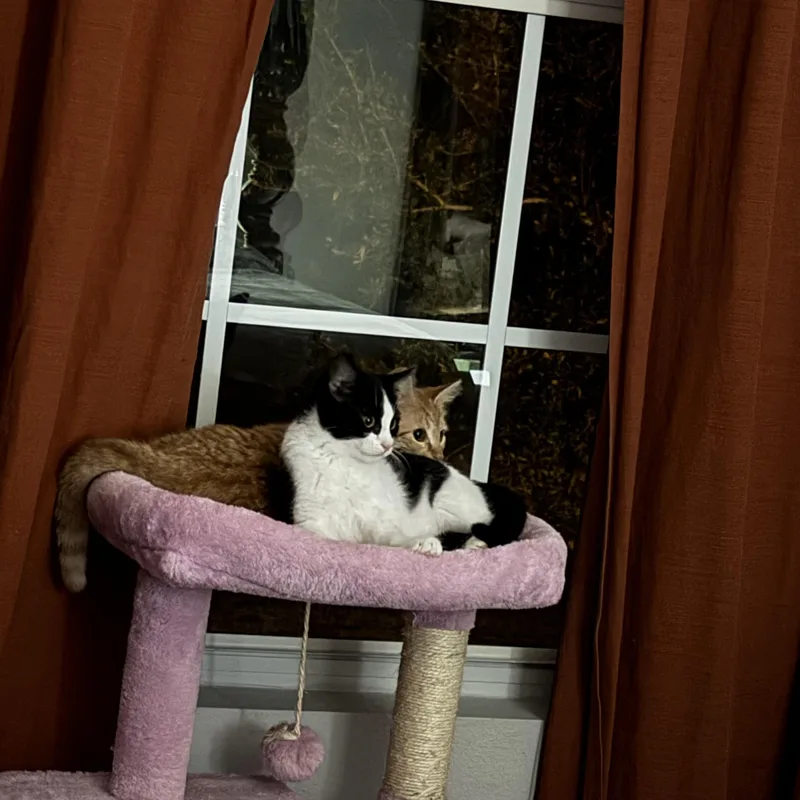 O’malley thumbnail 2