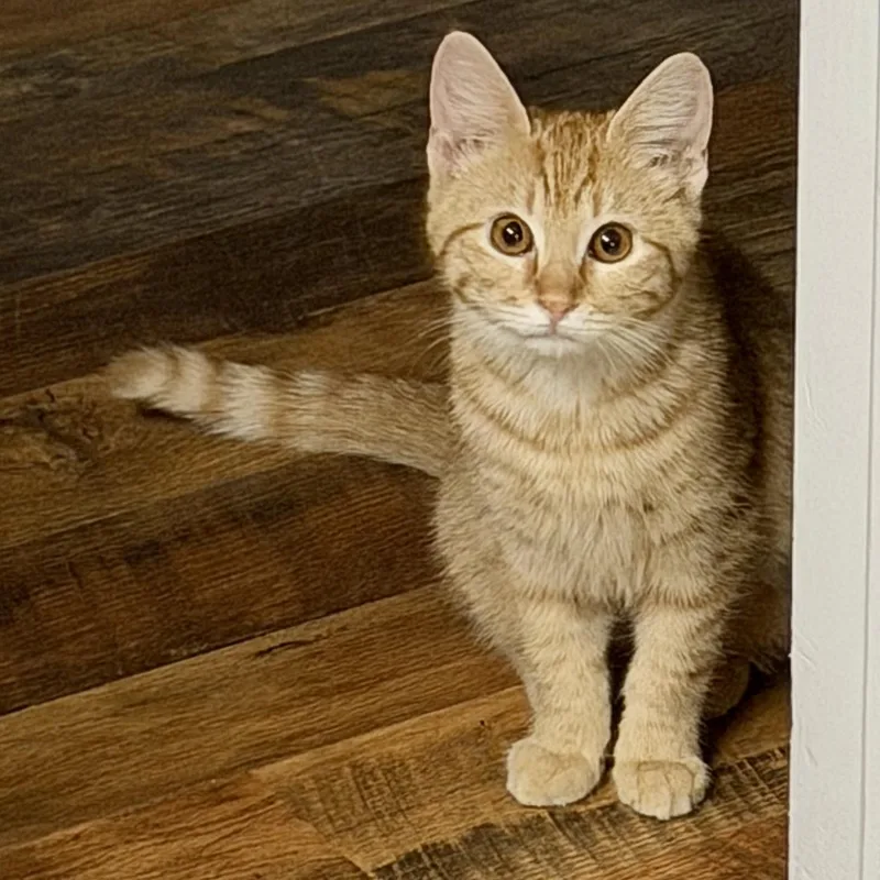 A baby medium-sized female Tabby (Orange / Red) Domestic Short Hair cat named O’malley for adoption in Tampa, FL