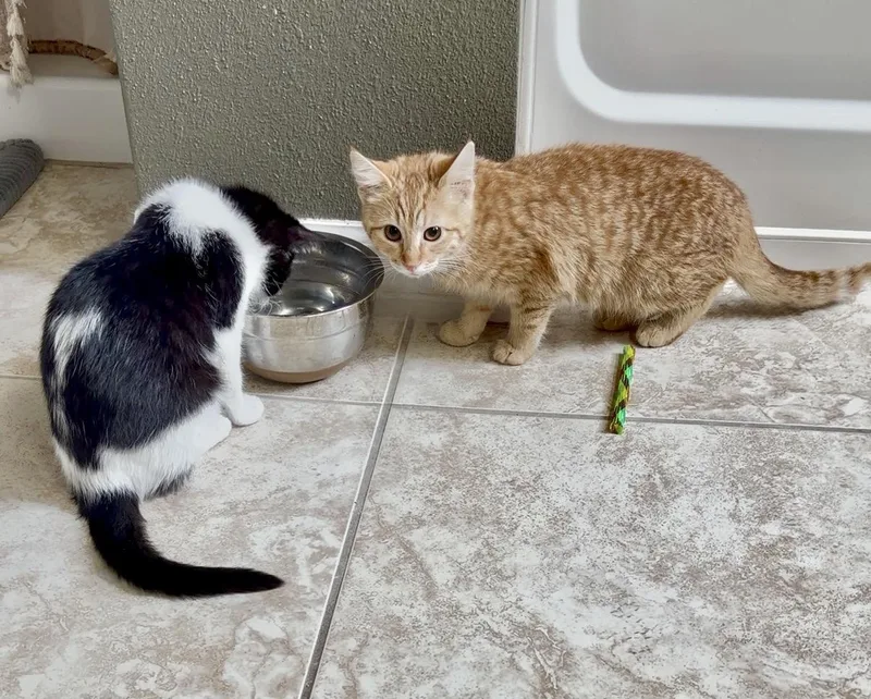 O’malley thumbnail 3