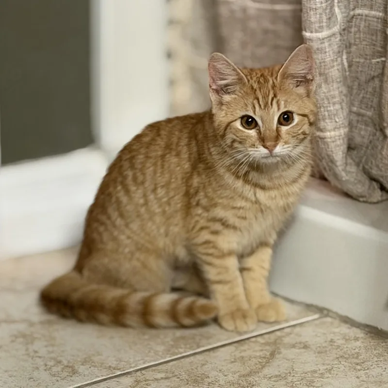 O’malley thumbnail 6