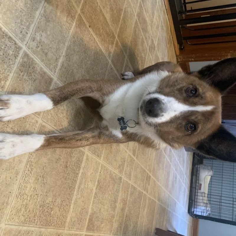 An adult medium-sized male Australian Shepherd dog named Toby for adoption in Winthrop, MA