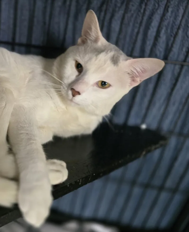 An adult large-sized male Gray & White Domestic Short Hair cat named Zeus for adoption in Southbury, CT