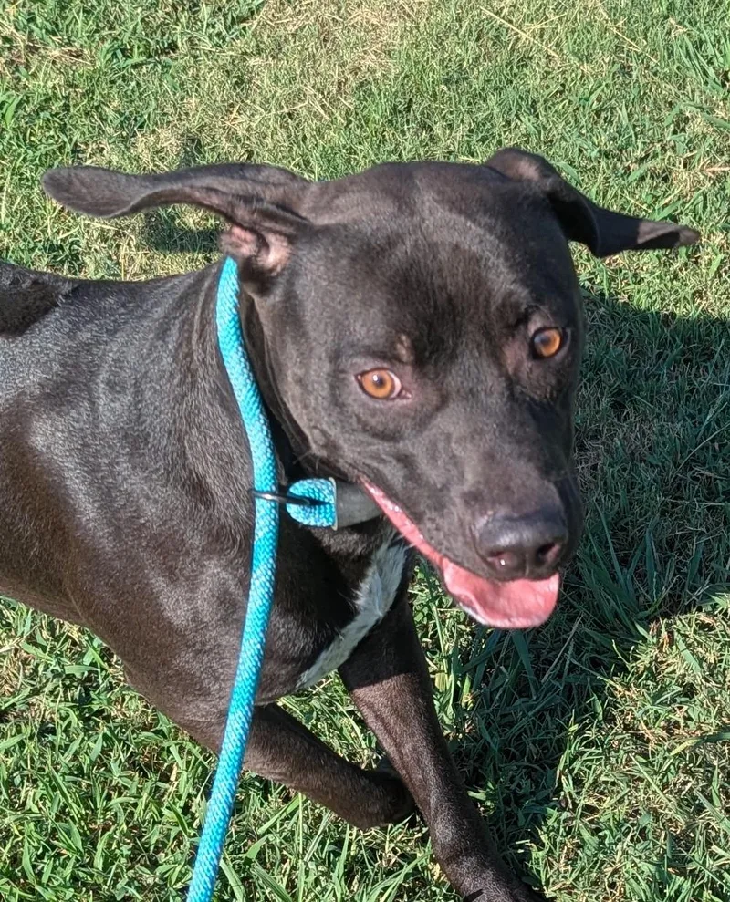 A young large-sized male Bicolor Black Labrador Retriever dog named Shadow for adoption in Claremore, OK