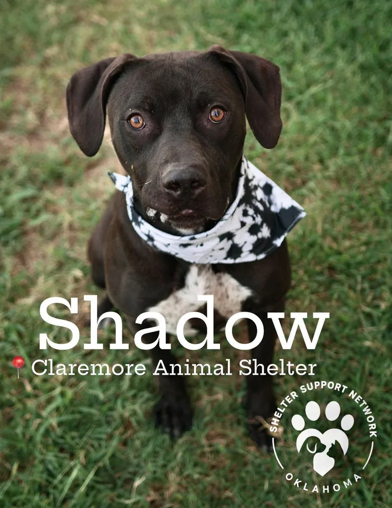 Shadow thumbnail 2