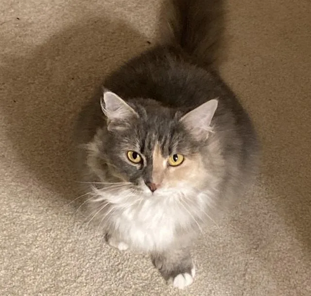 Maeve