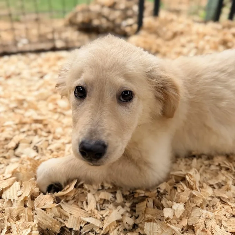 A baby medium-sized female Flat-Coated Retriever dog named Journey for adoption in Fosters, AL