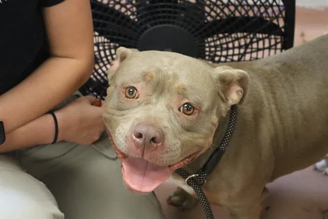 A young medium-sized female Mixed Breed dog named Remy for adoption in Columbia, SC