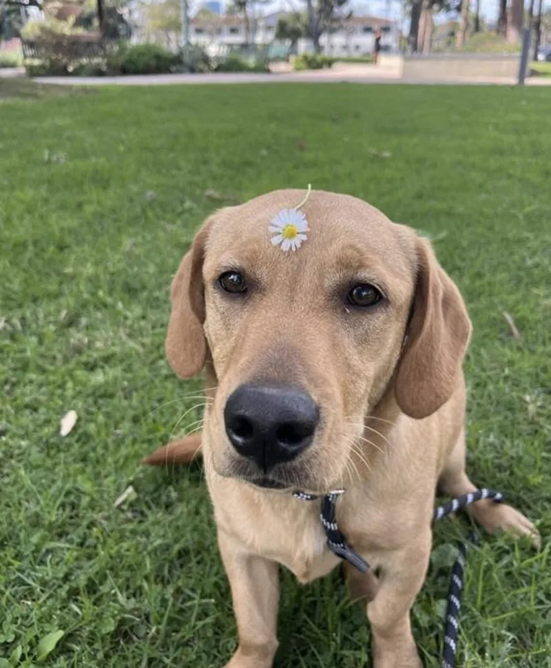 A young medium-sized female Golden Basset Hound dog named Leni for adoption in West Hollywood, CA