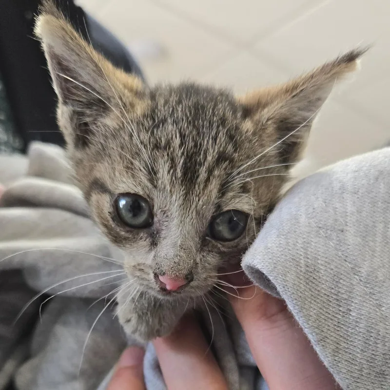 A baby small-sized female Gray / Blue / Silver Domestic Short Hair cat named Flora for adoption in Newark, NJ