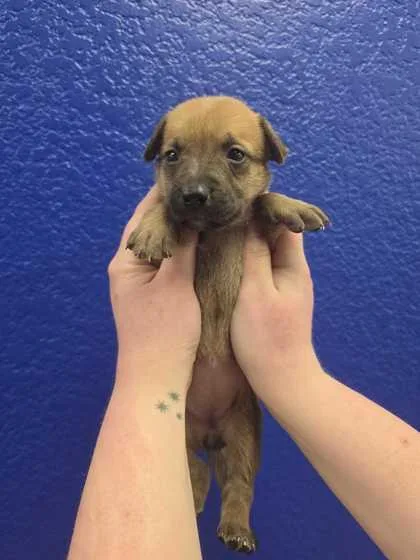 A baby large-sized female Belgian Shepherd / Malinois dog named Sleepy for adoption in Morton Grove, IL