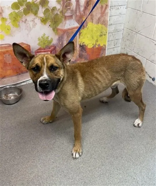 An adult medium-sized male German Shepherd Dog dog named Ernie for adoption in San Bernardino, CA