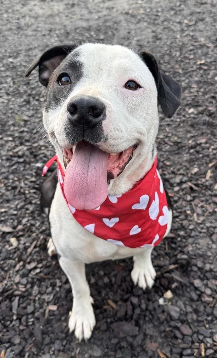 An adult medium-sized female Black American Staffordshire Terrier dog named Diamond for adoption in Pelham, AL