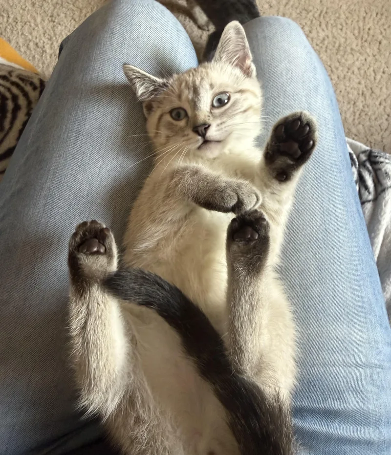 A baby medium-sized female Seal Point Domestic Short Hair cat named Jenga for adoption in Garden City, MI