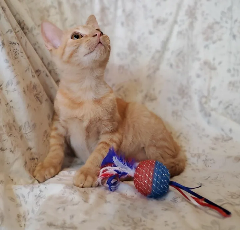 A baby small-sized male Tabby cat named Potato Salad for adoption in Dallas, TX