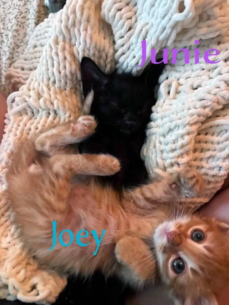 A baby medium-sized female Domestic Short Hair cat named Junie for adoption in Hoover , AL