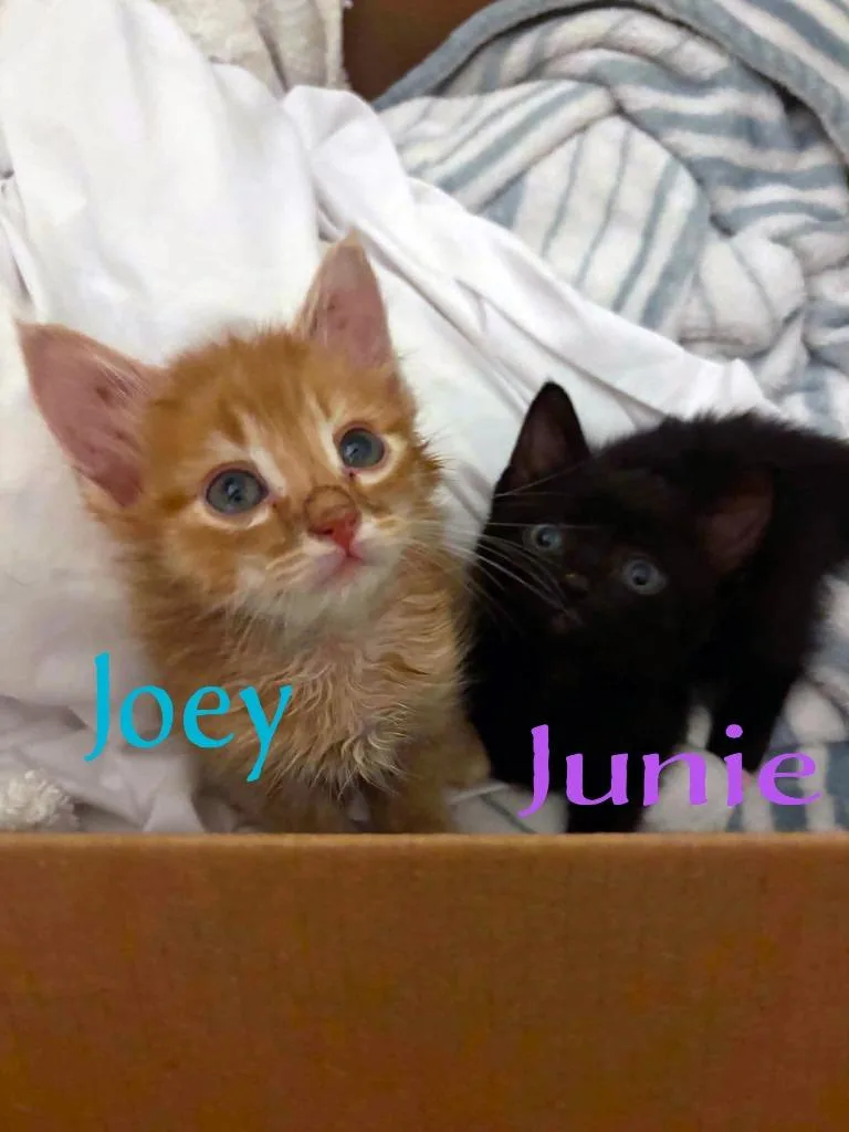 Junie thumbnail 2