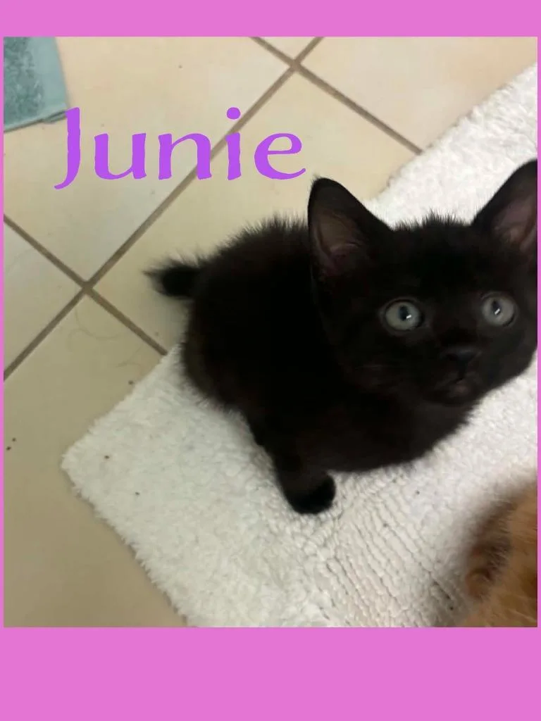 Junie thumbnail 3