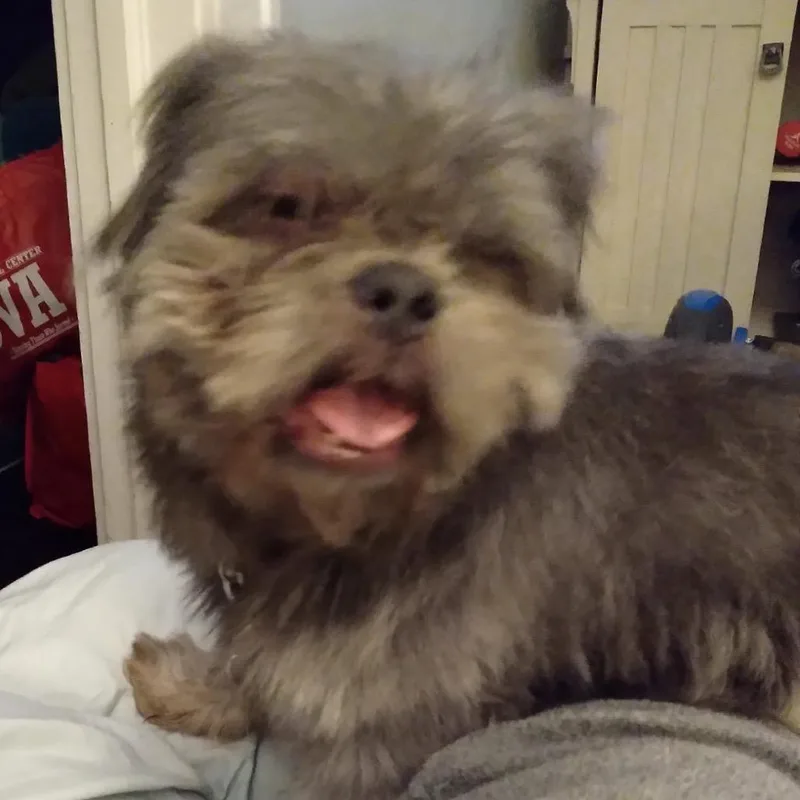 A senior small-sized male Gray / Blue / Silver Shih Tzu dog named Sampson for adoption in Kansas City, MO