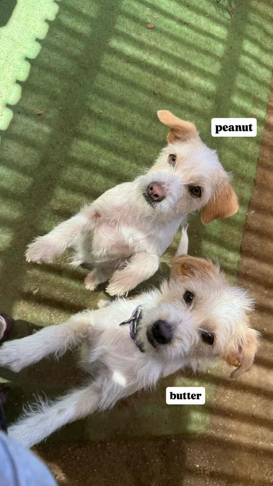 A young small-sized male Terrier dog named Peanut for adoption in San Diego, CA