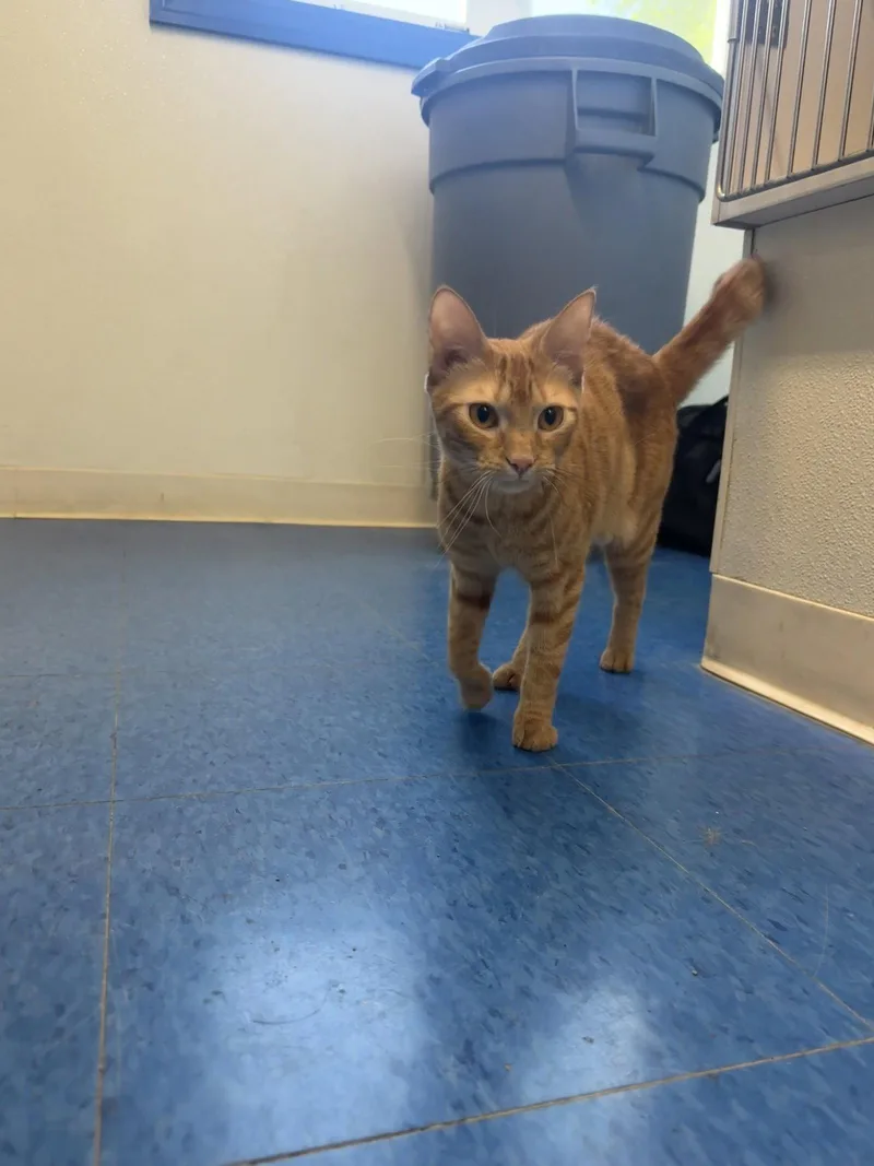 An adult medium-sized female Domestic Short Hair cat named Gigi Years for adoption in Sterling, MA