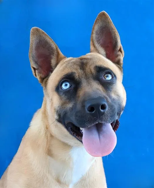 A young medium-sized female German Shepherd Dog dog named Emerald for adoption in Baldwin Park, CA