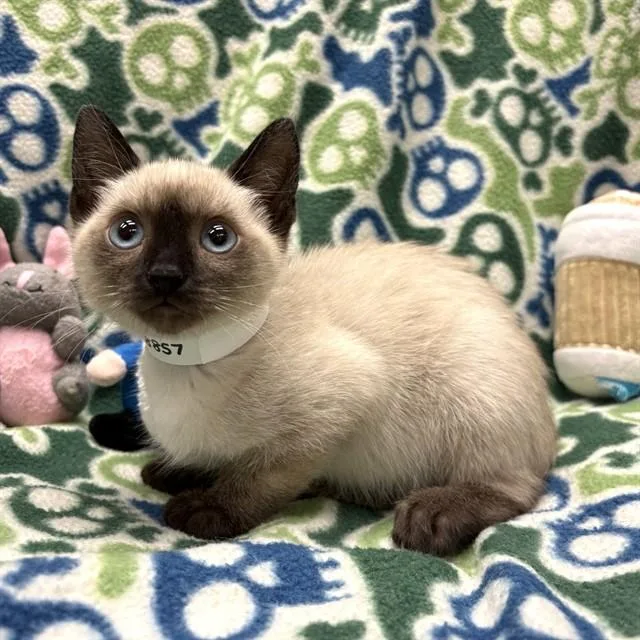 A baby small-sized female Domestic Short Hair cat named Jellybean for adoption in Rancho Cucamonga, CA