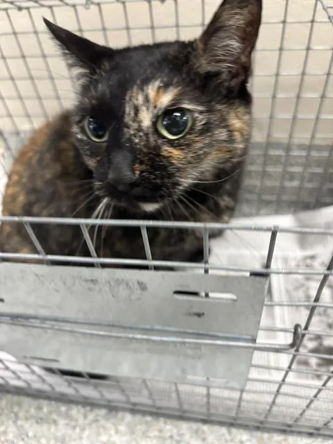 An adult large-sized female Domestic Short Hair cat named Mina for adoption in Pasadena, TX