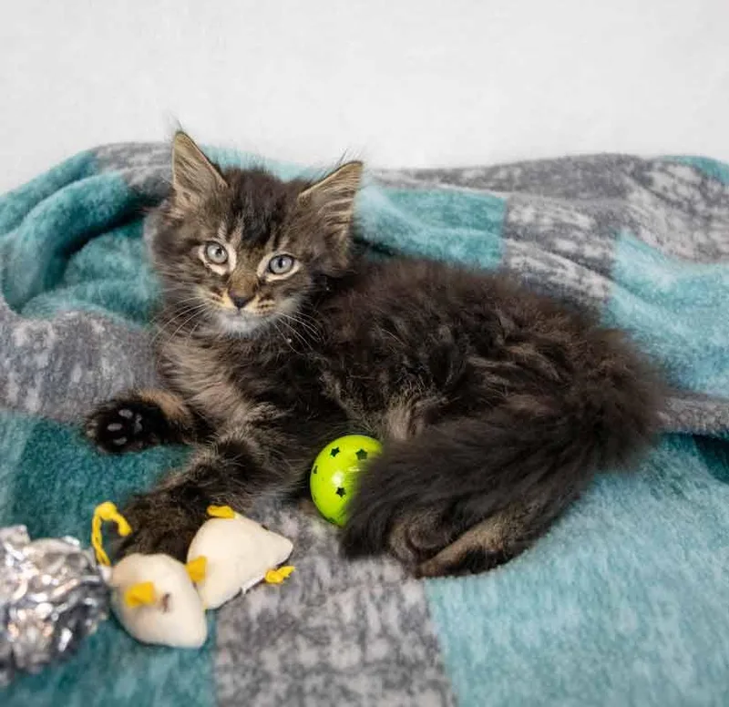 A baby medium-sized male Domestic Medium Hair cat named Kennesaw for adoption in Kennesaw, GA