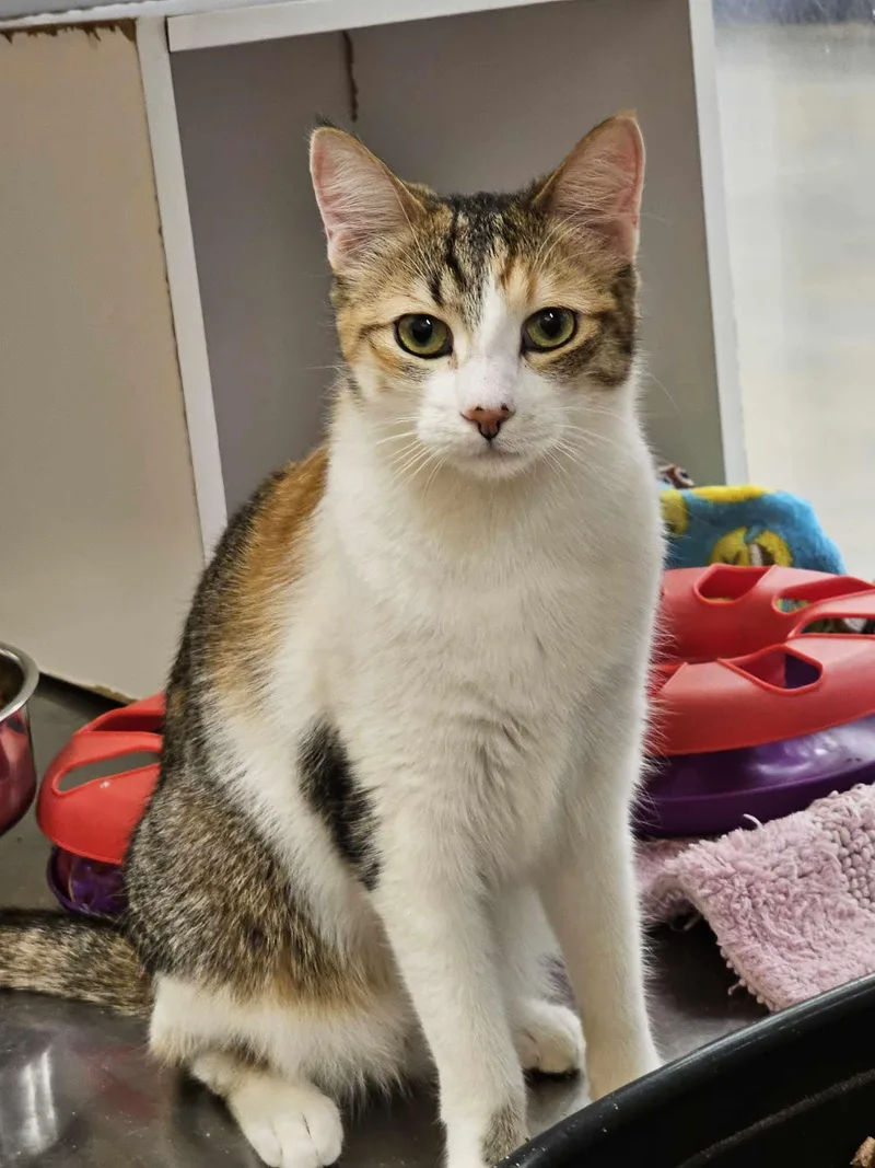 A young medium-sized female Dilute Calico cat named Kira Yukimura for adoption in HEMET, CA