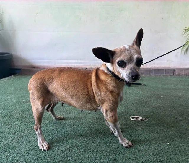 A senior small-sized female Chihuahua dog named Tweety for adoption in Baldwin Park, CA