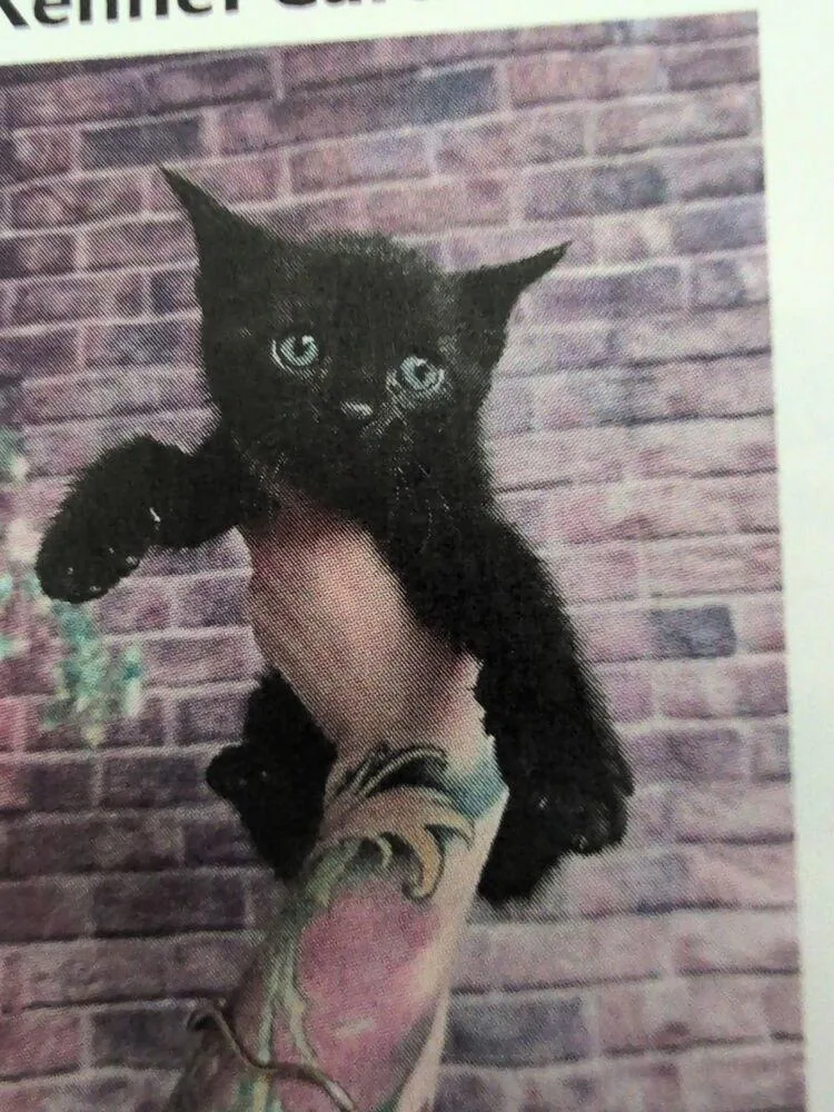 A baby small-sized male Black Domestic Short Hair cat named Iceman for adoption in Parker, CO