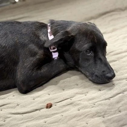 A young medium-sized female Black Mixed Breed dog named Sandy for adoption in Ashtabula, OH