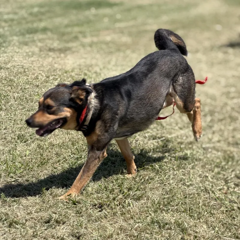 An adult medium-sized male Black Mixed Breed dog named Espresso for adoption in Pauls Valley, OK