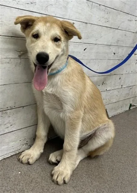 A baby small-sized male German Shepherd Dog dog named Waldo for adoption in San Bernardino, CA