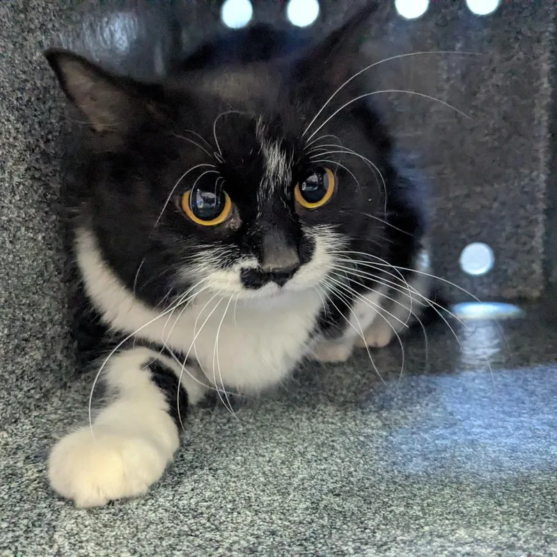 An adult medium-sized female Black Domestic Short Hair cat named Lamona for adoption in Birmingham, AL