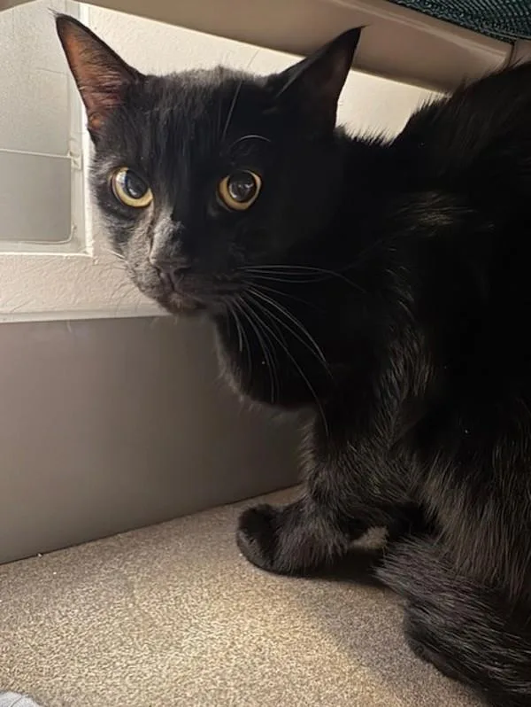 An adult medium-sized male Domestic Short Hair cat named Panther for adoption in Escondido, CA