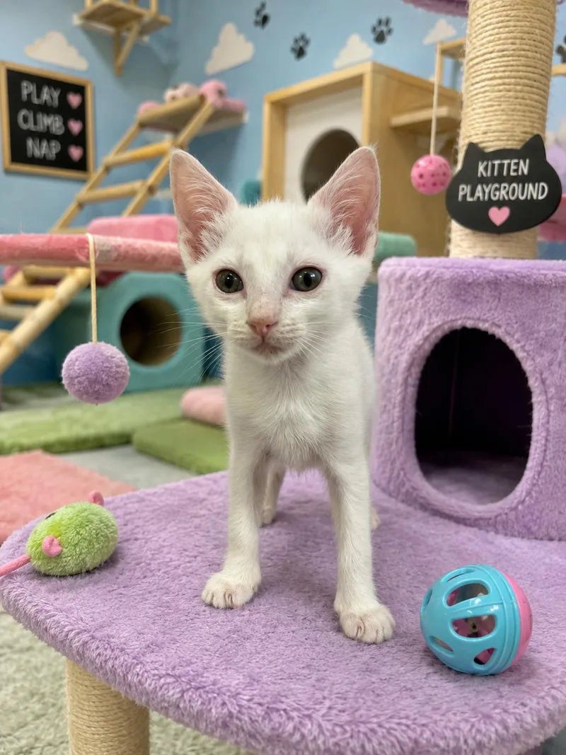 A baby medium-sized male White Domestic Short Hair cat named Ziggy for adoption in Royal Palm Beach, FL