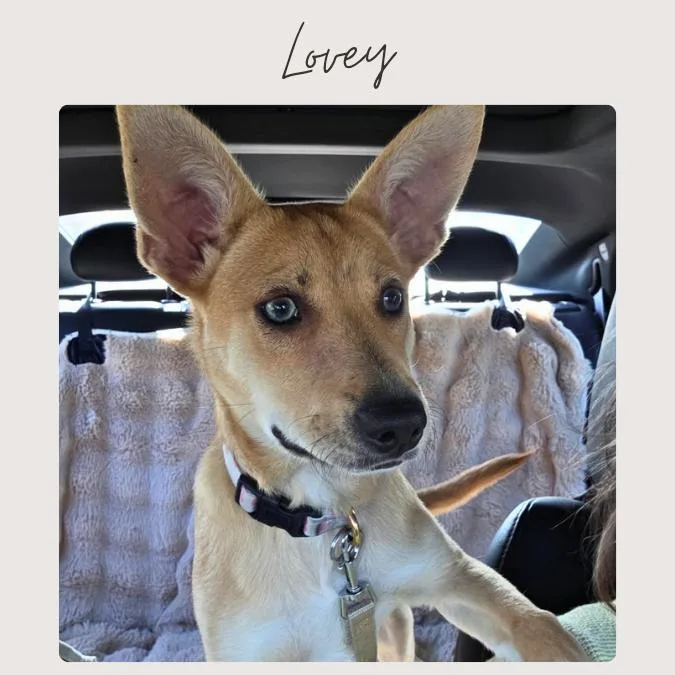 A baby small-sized female Yellow / Tan / Blond / Fawn Miniature Pinscher dog named Lovey for adoption in San Juan Capistrano, CA
