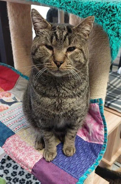 A young large-sized male Domestic Short Hair cat named Quinn for adoption in Atlanta, GA